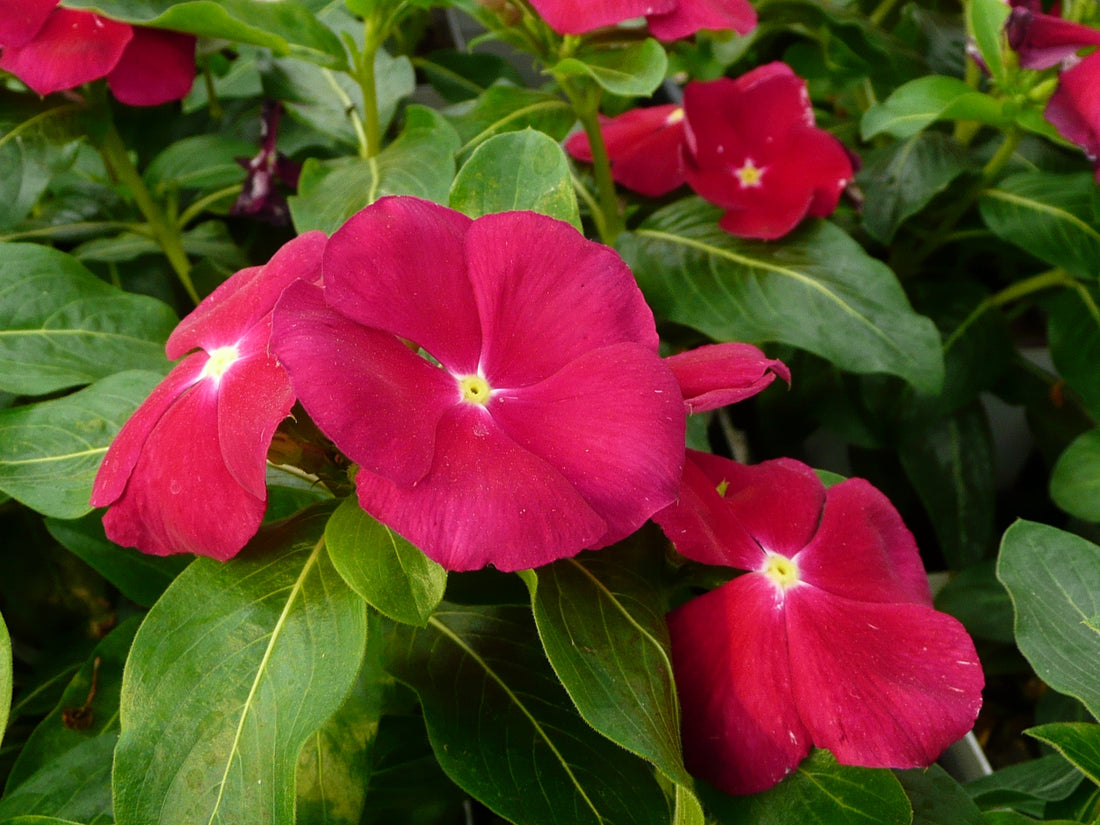 Periwinkle Red (Vinca spp.) - Ladybird Nursery