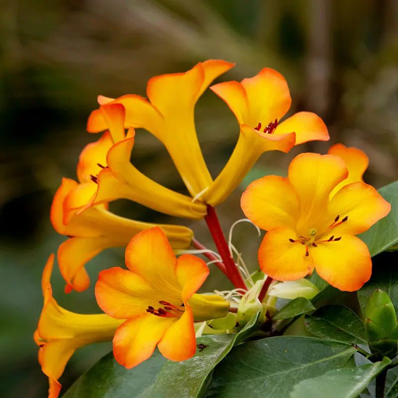 Tropical Rhododendron Saffron Queen (Vireya) - Ladybird Nursery
