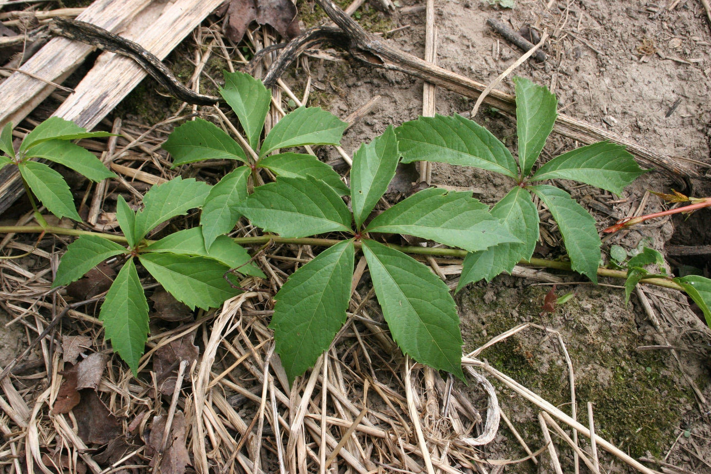 Virginia Creeper (Parthenocissus quinquefolia)