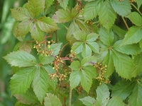 Virginia Creeper (Parthenocissus quinquefolia) - Ladybird Nursery