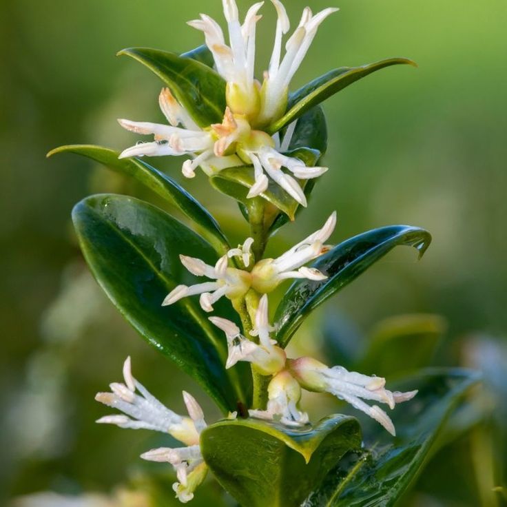 Sweet Box (Sarcococca confusa) - Ladybird Nursery