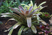 Bromeliad Big and Bold (Vriesea)