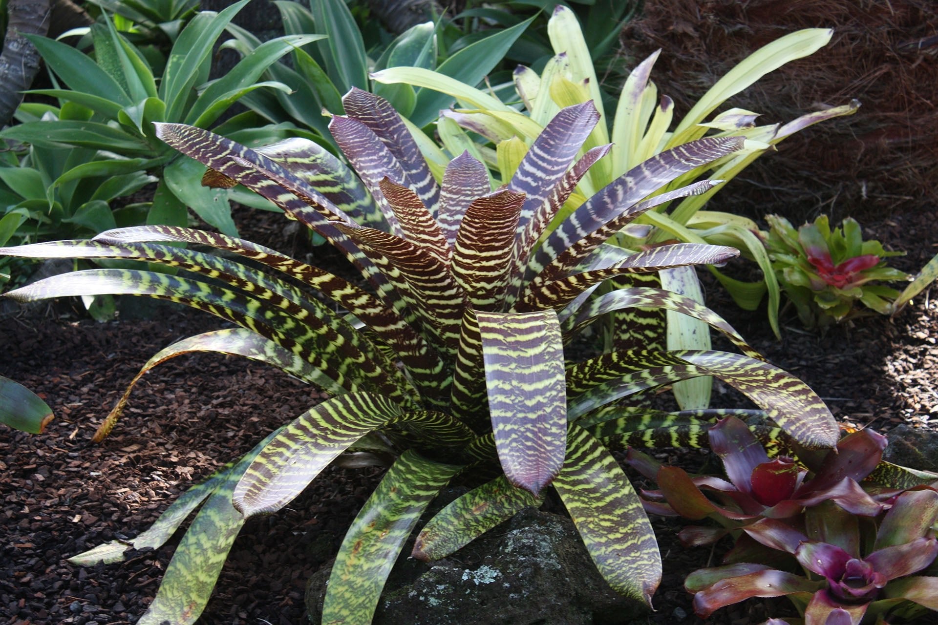 Bromeliad Big and Bold (Vriesea) - Ladybird Nursery