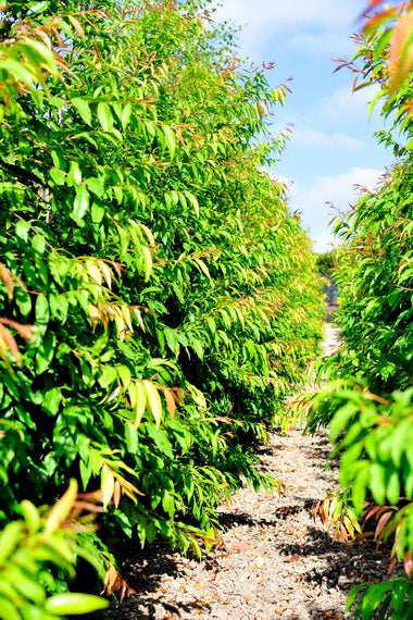 Weeping Lilly Pilly (Waterhousia floribunda) - Advanced