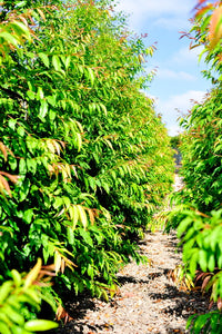 Weeping Lilly Pilly (Waterhousia floribunda) - Advanced