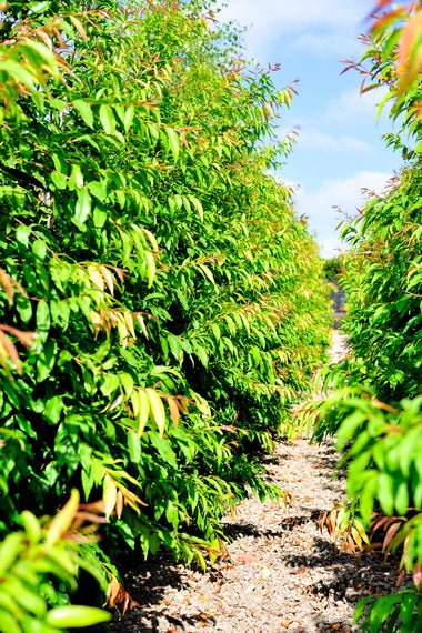 Weeping Lilly Pilly (Waterhousia floribunda) - Advanced, pickup only - Ladybird Nursery