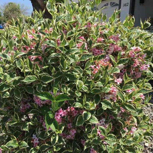 Variegated Weigela Variegata (Weigela florida)