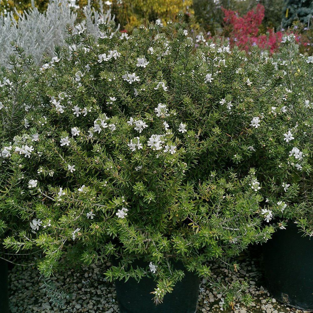 Coastal Rosemary Tooti Frooti (Westringia fruticosa) - Ladybird Nursery