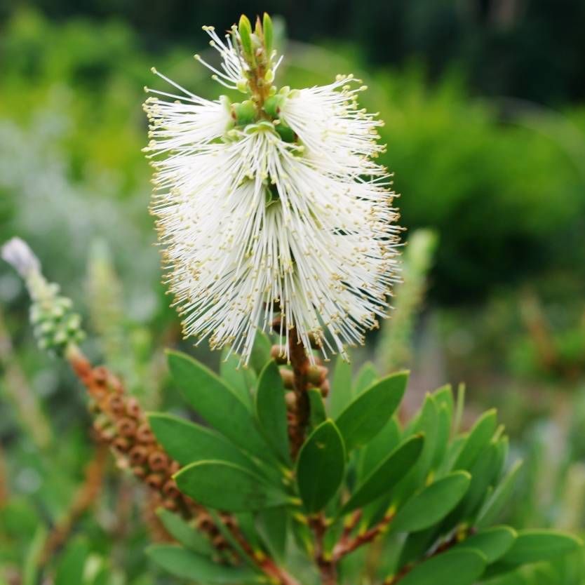 Bottlebrush White Anzac 140mm Pot (Callistemon citrinus)