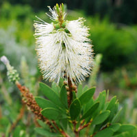 Bottlebrush White Anzac 140mm Pot (Callistemon citrinus)