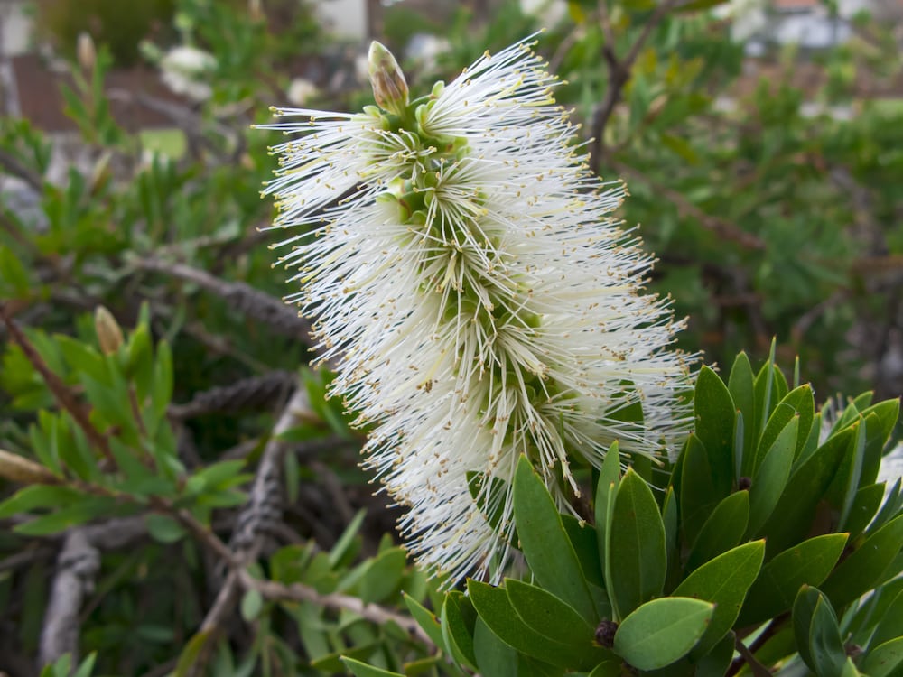 Bottlebrush White Ice (Callistemon citrinus) - Ladybird Nursery