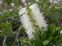 Bottlebrush White Ice (Callistemon citrinus)