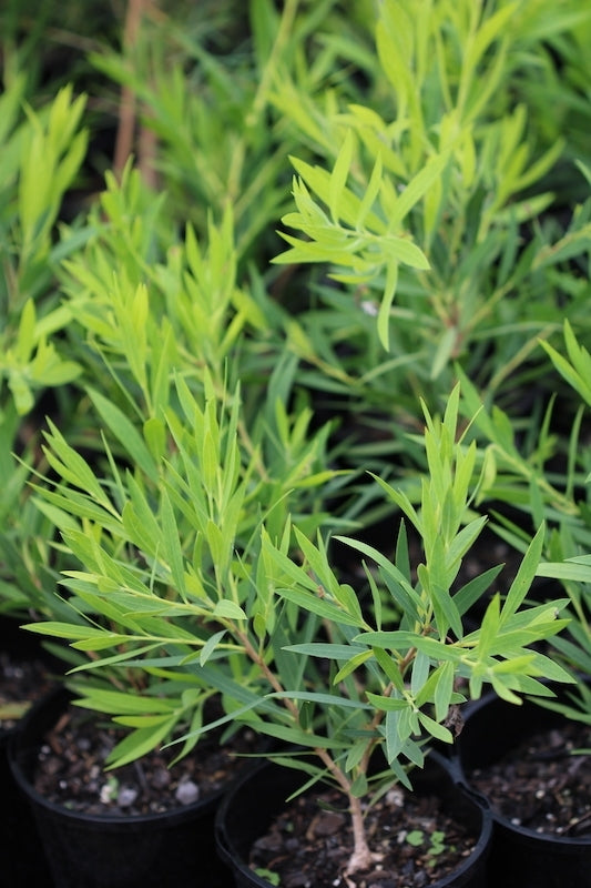 Bottlebrush White Ice (Callistemon citrinus)