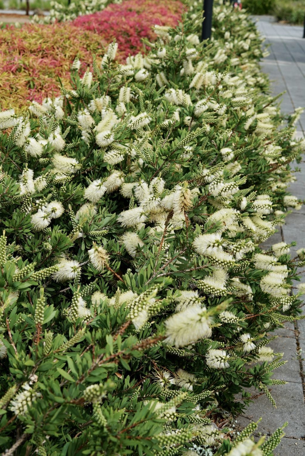 Bottlebrush White Ice (Callistemon citrinus) - Ladybird Nursery