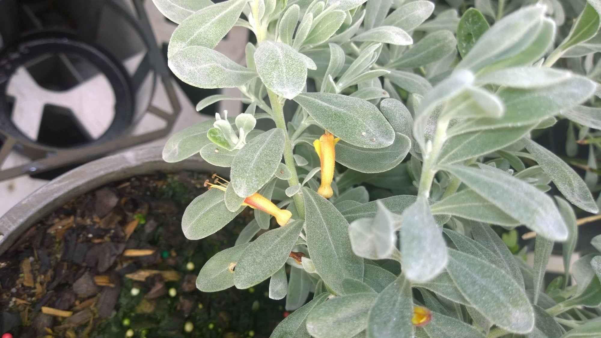 Emu Bush prostrate Blue Horizon™ (Eremophila glabra) - Ladybird Nursery