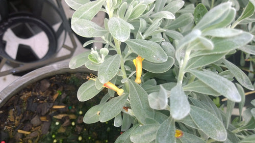 Emu Bush prostrate Blue Horizon™ (Eremophila glabra) - Ladybird Nursery