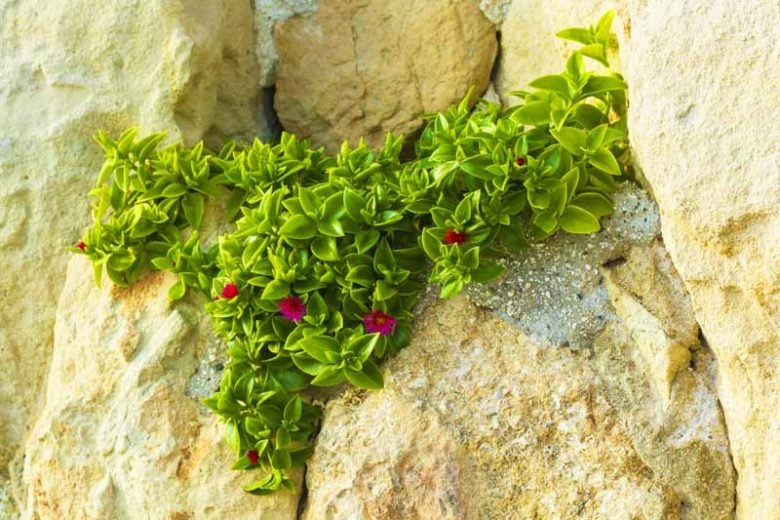 Yellow Heartleaf Ice Plant (Aptenia cordifolia) - Ladybird Nursery