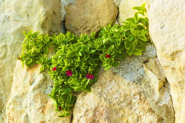 Yellow Heartleaf Ice Plant (Aptenia cordifolia)