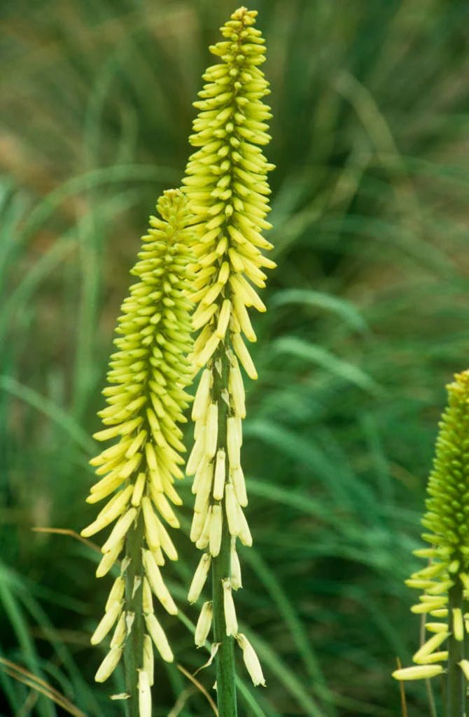 Red Hot Poker Maid (Kniphofia Little) - Ladybird Nursery