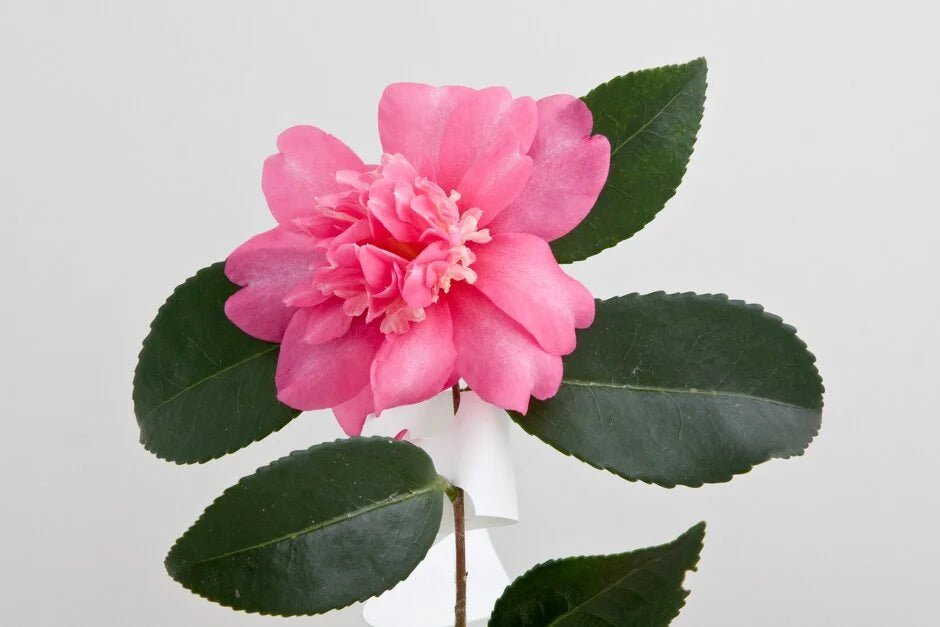 Sasanqua Camellia Lucinda (Camellia sasanqua) - Ladybird Nursery