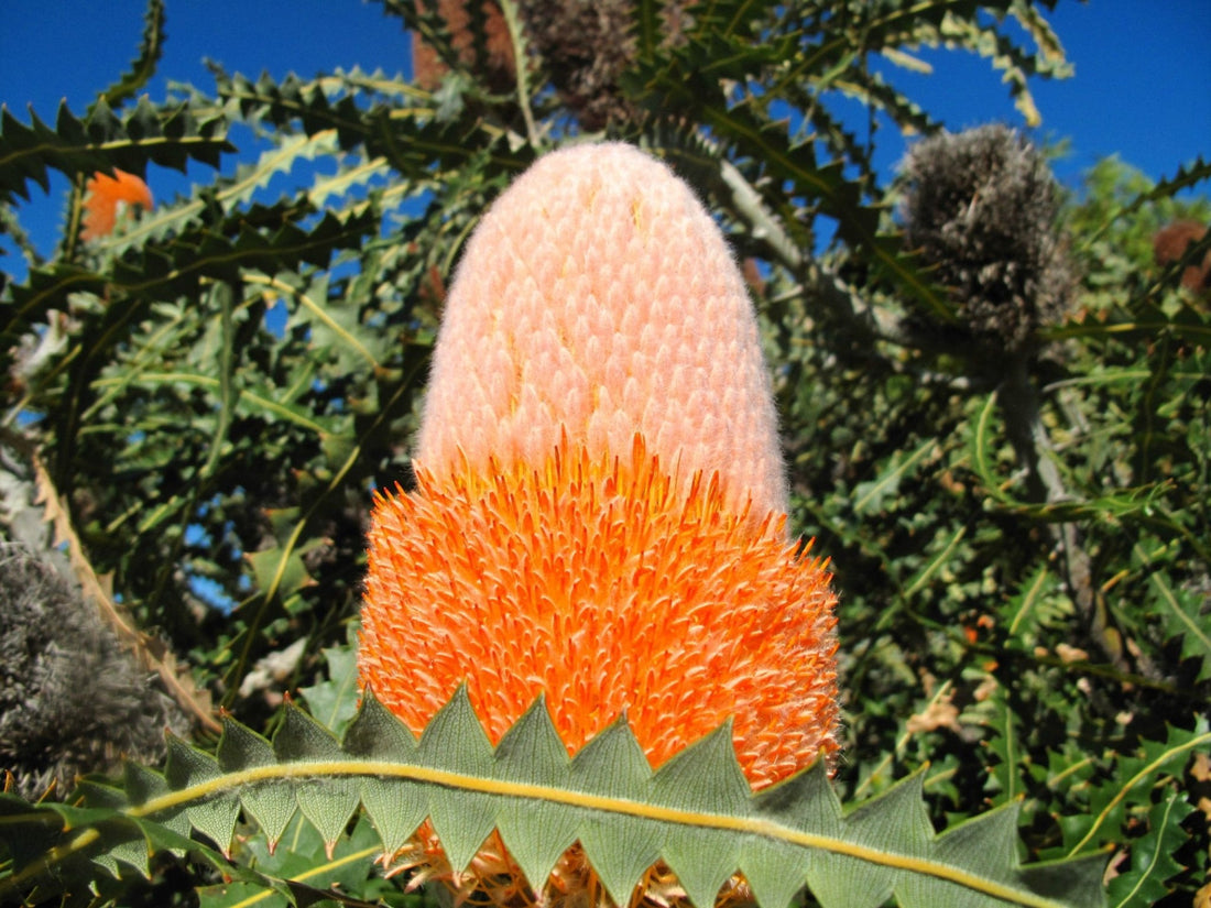 Burdett's Banksia (Banksia burdettii) - Ladybird Nursery