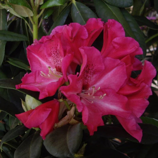 Rhododendron Walloper