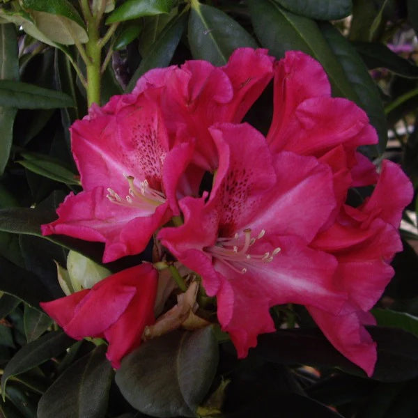 Rhododendron Walloper