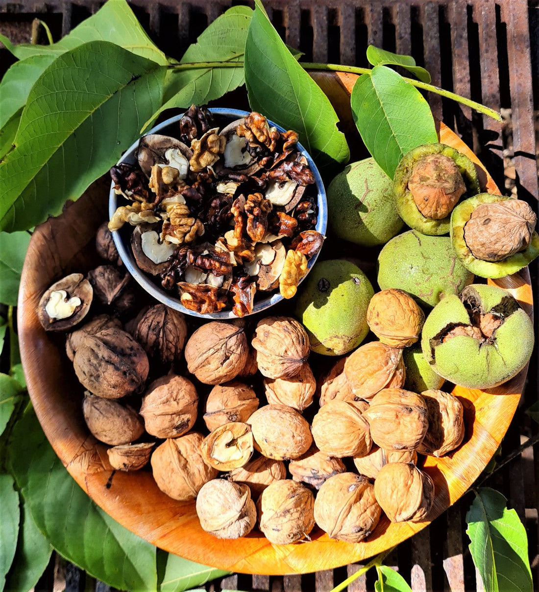 Walnut Placentia - Ladybird Nursery