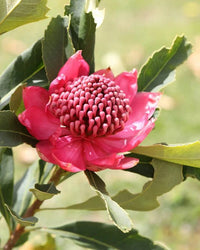 Waratah 'Enchanted Dawn' (Telopea) - Ladybird Nursery