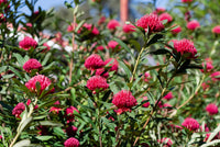 Waratah 'Enchanted Dawn' (Telopea) with vibrant red flowers and lush green leaves growing outdoors for home delivery.