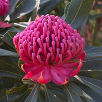 Waratah ‘Enchanted Flame’ (Telopea) - Ladybird Nursery