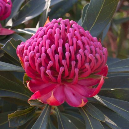 Waratah ‘Enchanted Flame’ (Telopea) - Ladybird Nursery