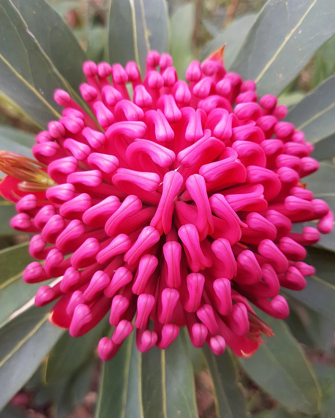 Waratah ‘Enchanted Flame’ (Telopea) - Ladybird Nursery