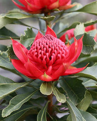 Waratah ‘Enchanted Red’ (Telopea) - Ladybird Nursery