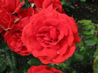 Rose Warrior (Rosa) - Ladybird Nursery