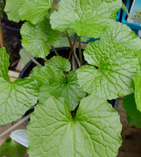 Wasabi 'Green Thumb' (Wasabia japonica)