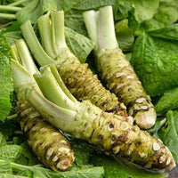 Wasabi 'Green Thumb' (Wasabia japonica)