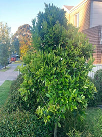 Water Gum LUSCIOUS® (Tristaniopsis laurina)