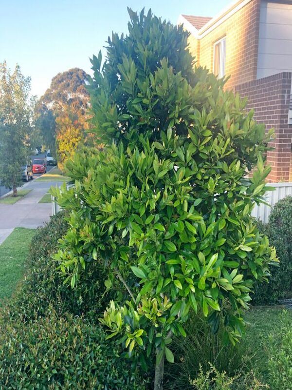 Water Gum LUSCIOUS® (Tristaniopsis laurina) - Ladybird Nursery