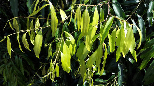 Weeping Lilly Pilly SWEEPER® - Medium