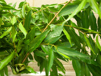 Weeping Lilly Pilly SWEEPER® - Medium