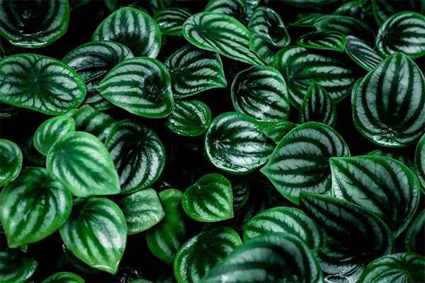 Peperomia Watermelon  (Peperomia argyreia)