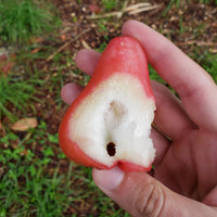 Wax Jambu ‘Red’ - Ladybird Nursery