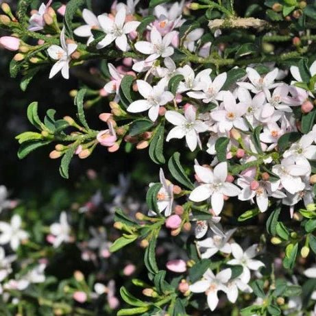 Waxflower 'Winter Rogue' (Philotheca myoporoides) - Ladybird Nursery