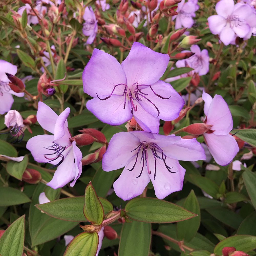 Tobouchina Blue Moon - Ladybird Nursery
