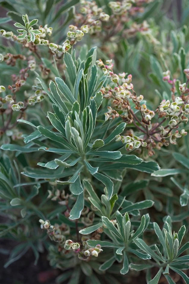 Silver Swan Spurge Wilcott (Euphorbia characias)