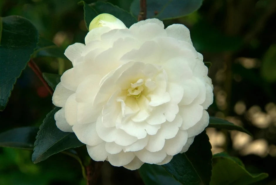 Sasanqua Camellia Fuji-no-mine (Camellia sasanqua)