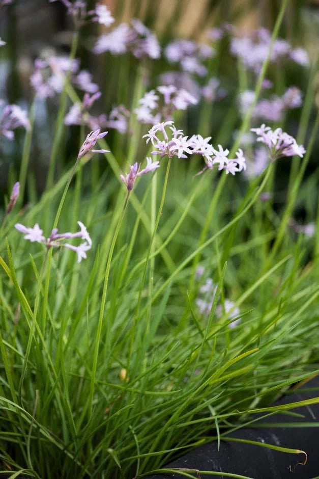Society Garlic Fairy Star (Tulbaghia) - Ladybird Nursery