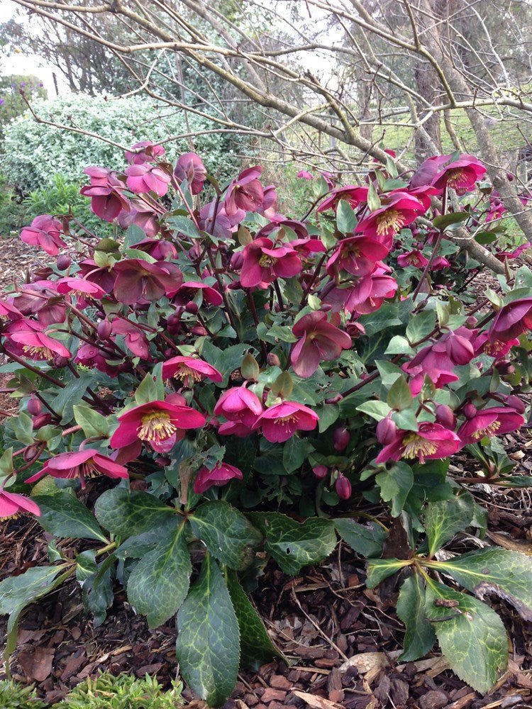 Hellebore Anna Red (Helleborus ) - Ladybird Nursery