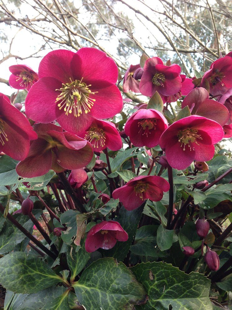 Hellebore Anna Red (Helleborus ) - Ladybird Nursery